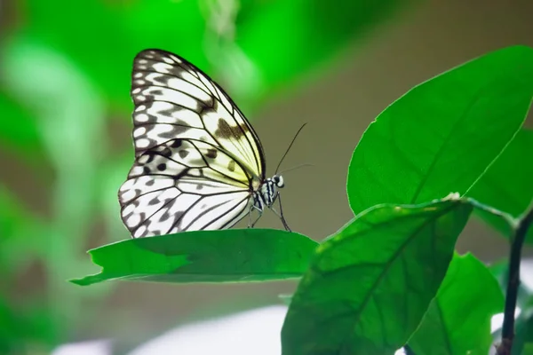 Papel Cometa Detalle mariposa (Idea leuconoe ) — Foto de Stock