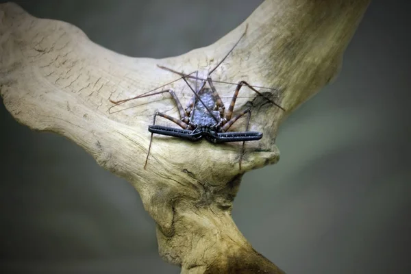 Látigo Escorpión posando sobre un tronco seco , —  Fotos de Stock