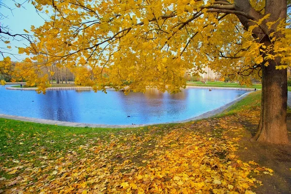 Paysage automnal du parc municipal avec arbre doré et étang — Photo