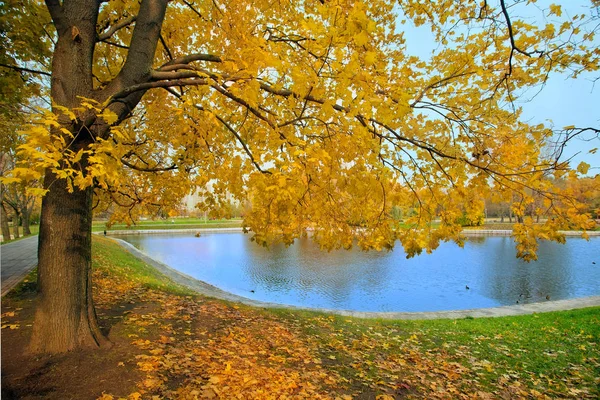 Paysage automnal du parc municipal avec arbre doré et étang — Photo
