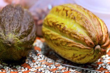 Cacao fruit, raw cacao beans