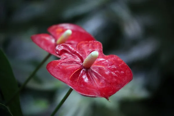 Flores rojas- Anthurium está floreciendo en el jardín botánico —  Fotos de Stock