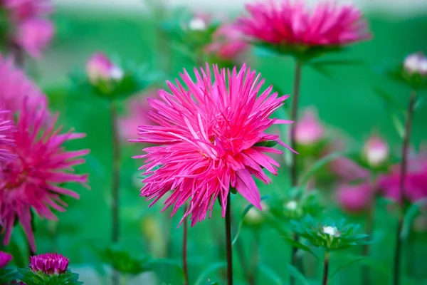 Luminoso fiore rosa aster su un'aiuola in un parco — Foto Stock