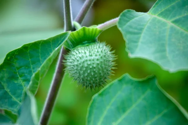 Jimson weed (Datura innoxia) i perioden av bära frukt — Stockfoto