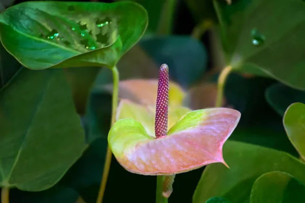 Rosa verde anthurium Flor —  Fotos de Stock