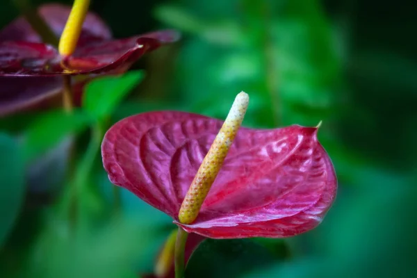 Flor roja de anturio — Foto de Stock