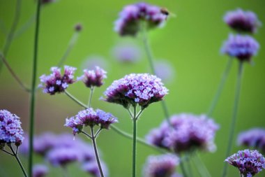 Verbena bonariensis Bahçe.