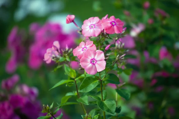 Pink Phlox Flowers Garden — Stock Photo, Image