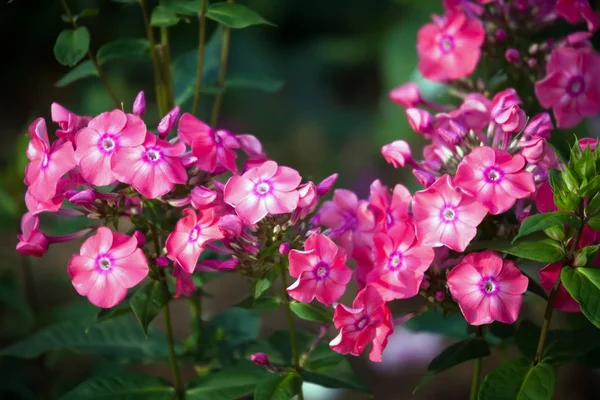 Różowe Kwiaty Floksu Ogrodzie — Zdjęcie stockowe