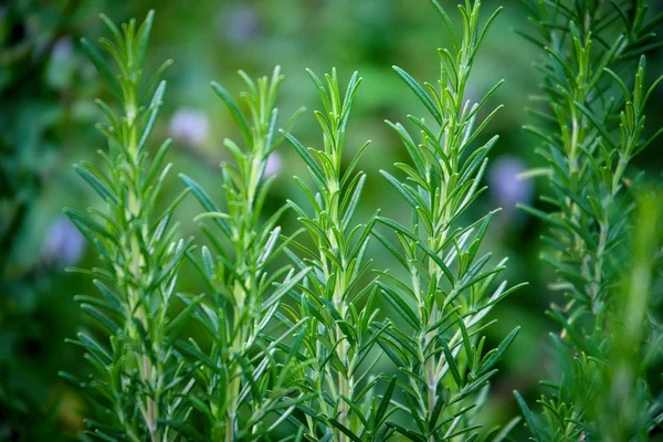 Verse rozemarijn plant in de tuin — Stockfoto