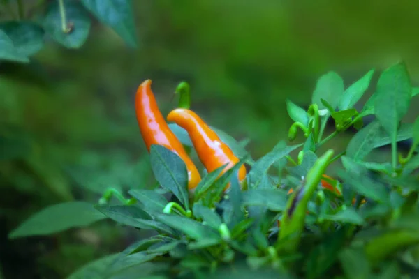 Zralé oranžové hot chili papričky na stromě — Stock fotografie