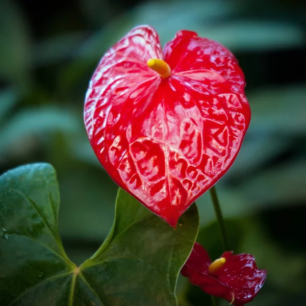 Červený květ Anturie v botanické zahradě — Stock fotografie