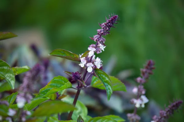 Fioritura cespuglio basilico in giardino . — Foto Stock