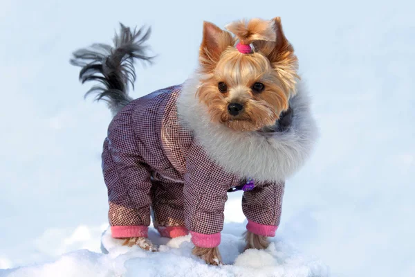 Yorkshire Terrier im Anzug auf Winterwanderung — Stockfoto