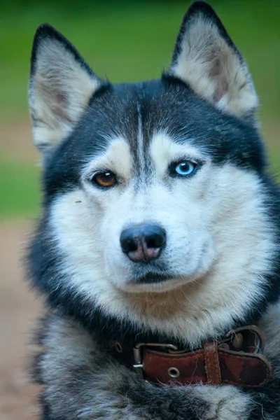 Farklı renk gözlü husky köpek. Portre — Stok fotoğraf