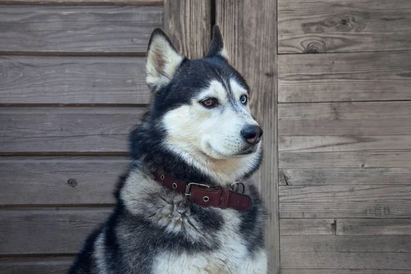 สุนัข husky ด้วยตาสีที่แตกต่างกัน — ภาพถ่ายสต็อก