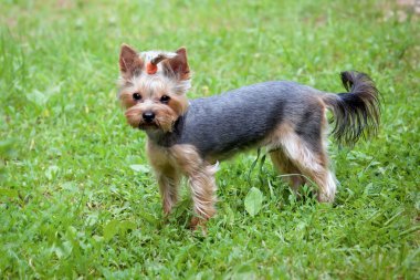 Yorkshire terrier yaz Park'ta yürüyordunuz