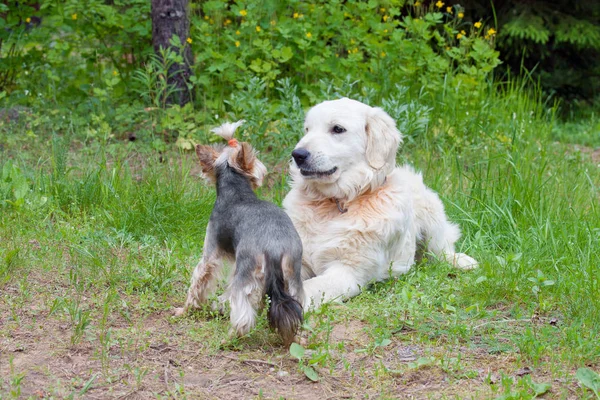 Δύο σκυλιά - χρυσό retriever και το τεριέ του Γιορκσάιρ συναντήθηκε με τα πόδια — Φωτογραφία Αρχείου