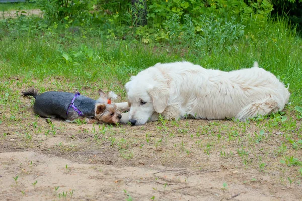 Δύο σκυλιά - χρυσό retriever και το τεριέ του Γιορκσάιρ συναντήθηκε με τα πόδια — Φωτογραφία Αρχείου