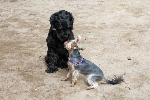 Δύο σκυλιά - μαύρο τεριέ και τεριέ του Γιορκσάιρ συναντήθηκε με τα πόδια — Φωτογραφία Αρχείου