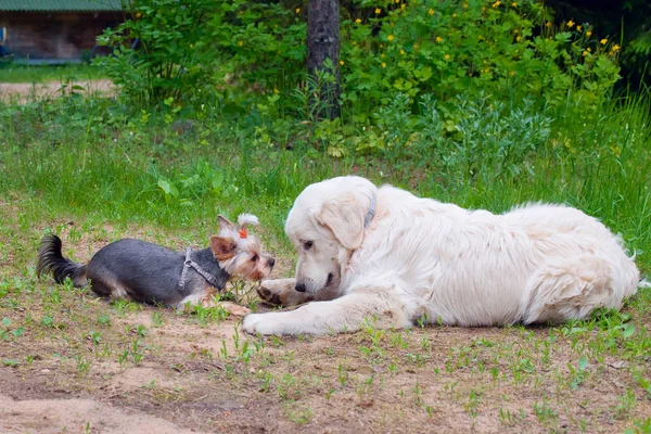 Δύο σκυλιά - χρυσό retriever και το τεριέ του Γιορκσάιρ συναντήθηκε με τα πόδια — Φωτογραφία Αρχείου