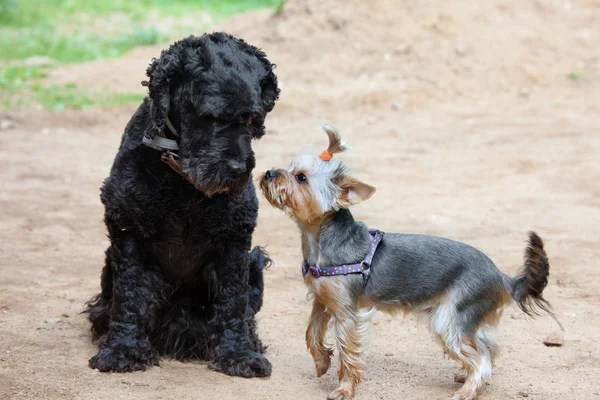 Deux chiens - terrier noir et terrier du yorkshire rencontrés à pied — Photo