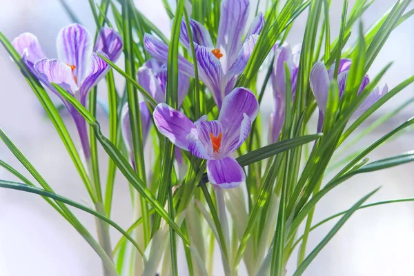 Krokus wiosennych kwiatów — Zdjęcie stockowe