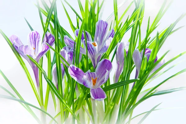 Crocus jarní květiny — Stock fotografie