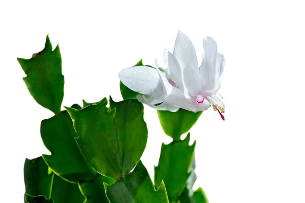 Flor de decembrista con hojas sobre blanco —  Fotos de Stock