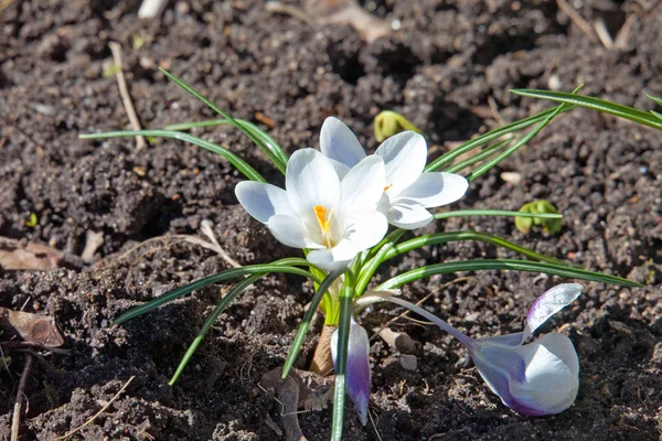 Цветы крокус-весны — стоковое фото