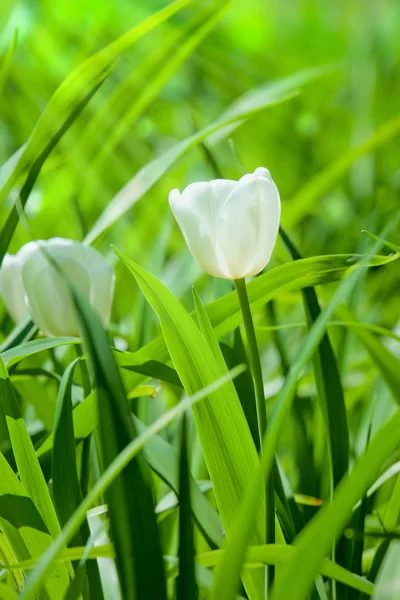 Egy Tavaszi Kert Virágzó Tulipán — Stock Fotó