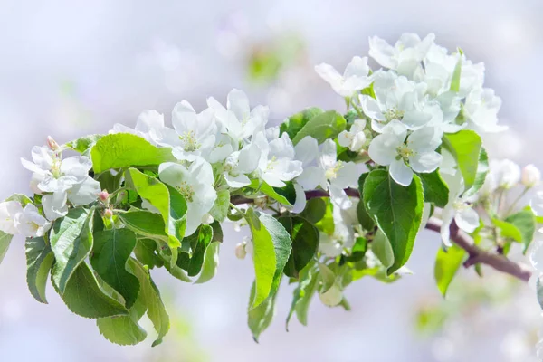 Las flores del manzano sobre el fondo pastel del jardín primaveral — Foto de Stock