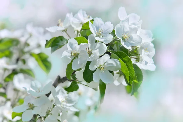 Flores de árvore da maçã em fundo de pastel de um jardim de primavera — Fotografia de Stock