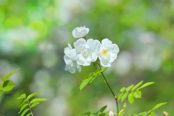 Dogrose flores blancas sobre fondo bokeh verde . —  Fotos de Stock