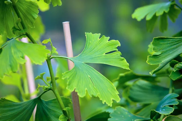 Bladen Ginkgo Biloba Träd Naturen — Stockfoto