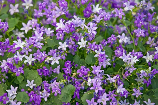 Flores roxas - campanula persicifolia floresce na primavera — Fotografia de Stock