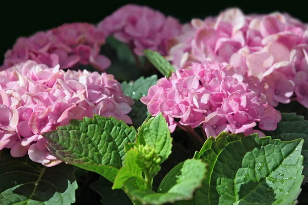 Flor de hortensia rosada en un jardín — Foto de Stock