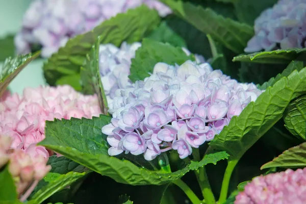 Flor de hortênsia roxa no jardim — Fotografia de Stock