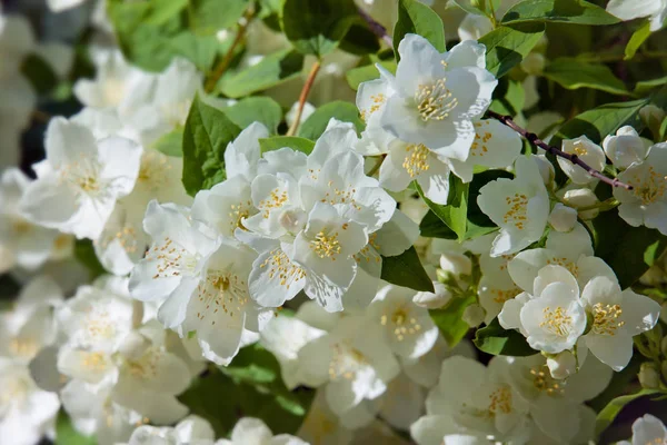White Garden Flowers Jasmine Sun Summer Day — Stock Photo, Image