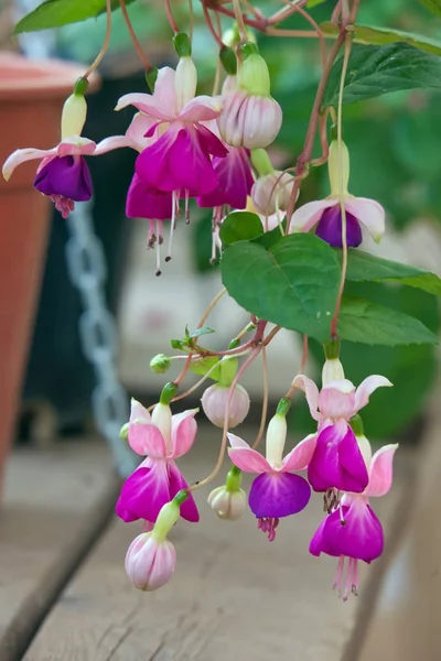 Beautiful fuchsia flowers hanging from a stem.