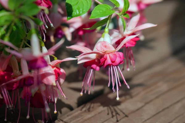 Fuchsia bloemen — Stockfoto