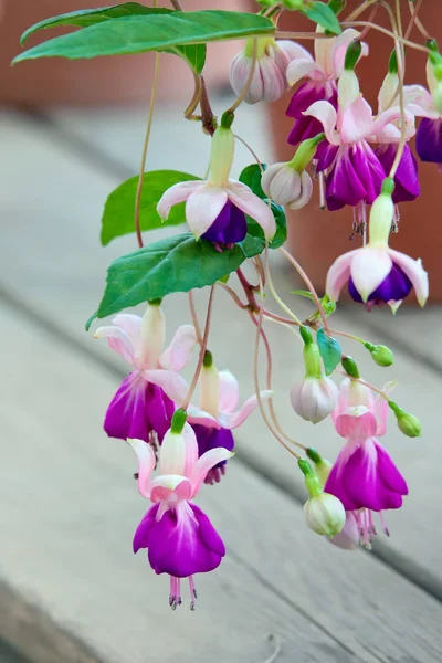 Fuchsia blommor — Stockfoto