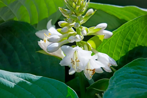 Anfitriones de flores blancas. De cerca. — Foto de Stock