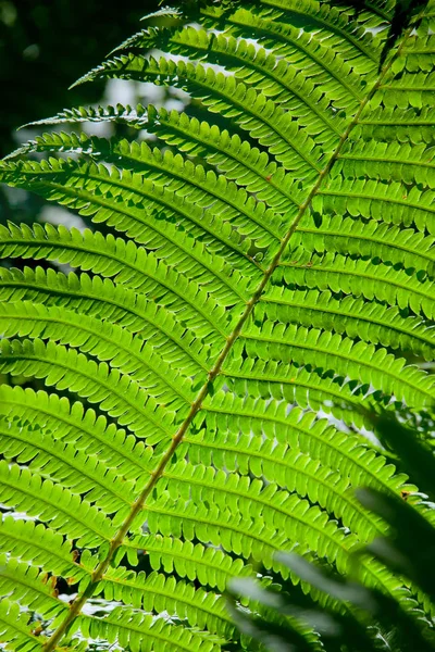 Tree Fern Leaf Natural Background — Stock Photo, Image