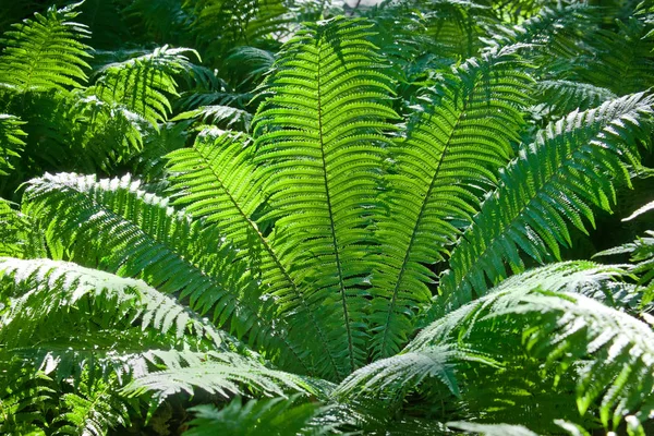 Blad Van Tree Fern Natuurlijke Achtergrond — Stockfoto