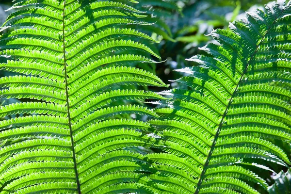 Feuilles Fougère Des Arbres Contexte Naturel — Photo