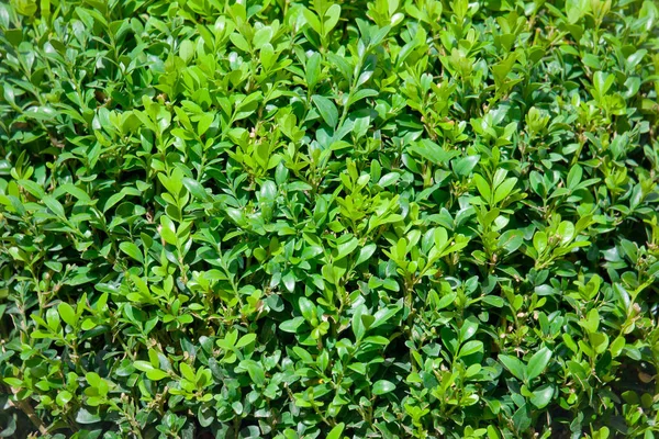 Planta Buxus Sempervirens Fundo Natural — Fotografia de Stock