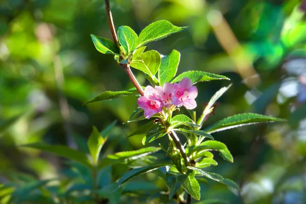 Veigela Blossoming Bush Background Summer Garden — Stock Photo, Image