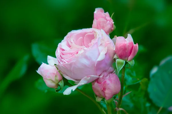 Rosa Rose mit Knospen im Sommergarten — Stockfoto