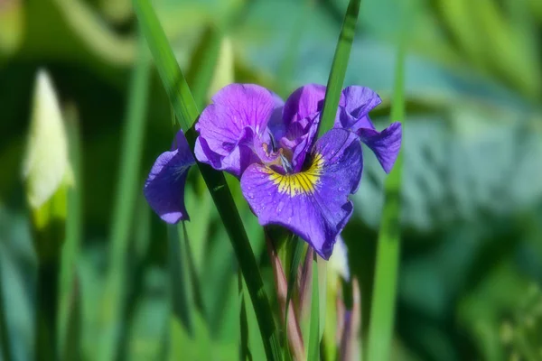 Iris azul —  Fotos de Stock